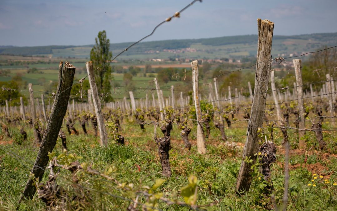 La Bourgogne et ses climats